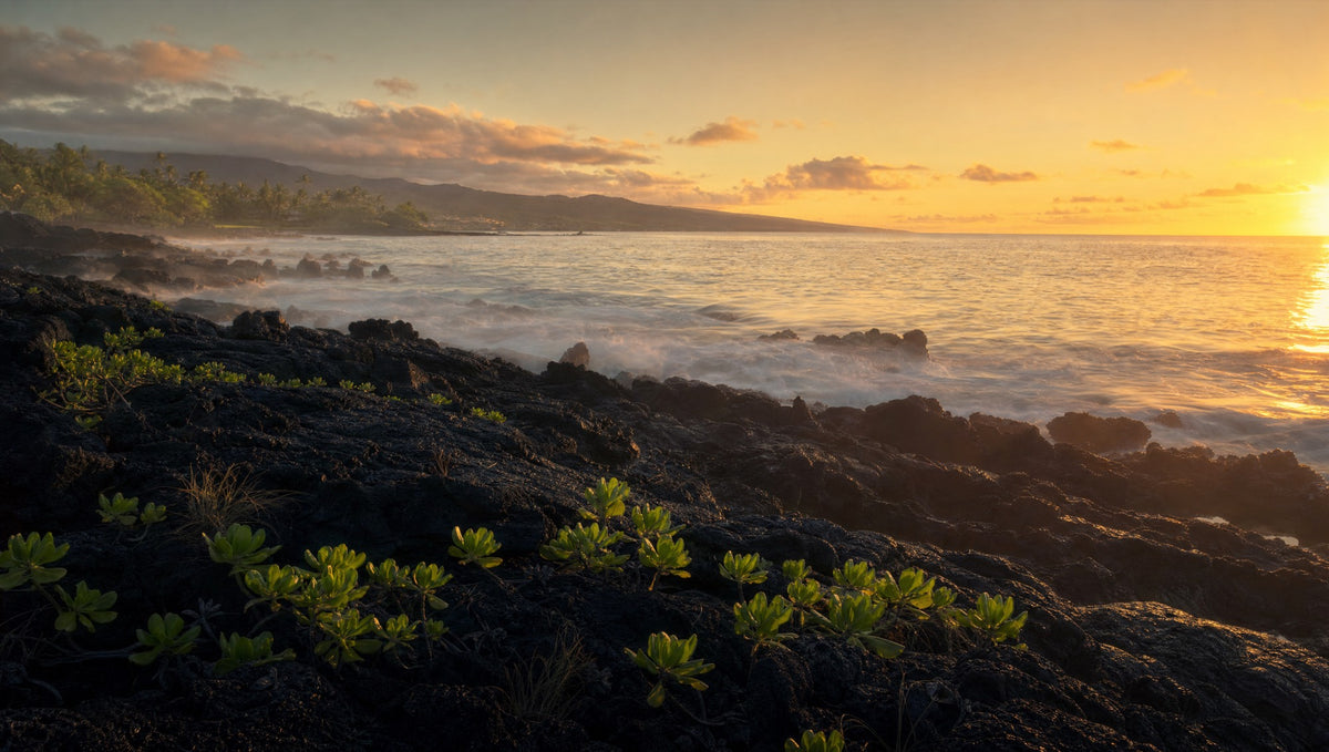 Dawn over black lava coastline with new green growth, Hawaiʻi